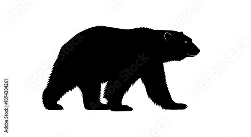 Black bear silhouette walking on plain background vector illustration