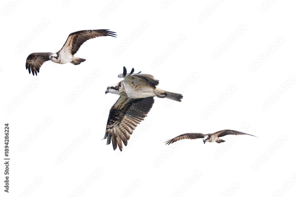 Fototapeta premium ミサゴの切り抜き画像