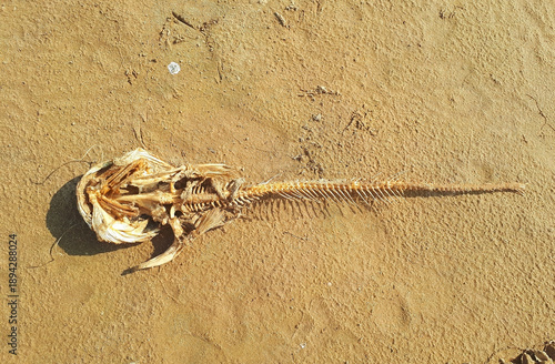 A dead fish skeleton at the edge of a river on a summer day.