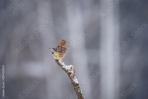 Serinus serinus,a small and colorful lively bird with a fast song...
