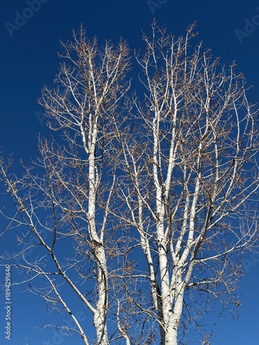 Bare Aspen Tree in Winter with Blue Sky Background