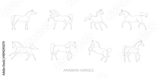 Outline drawings of arabian horses in various poses isolated on white background