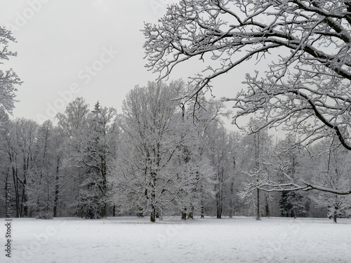 Snowy field backed by forest under overcast sky. Snow lies on branches and ground, creating a snow-white cover.