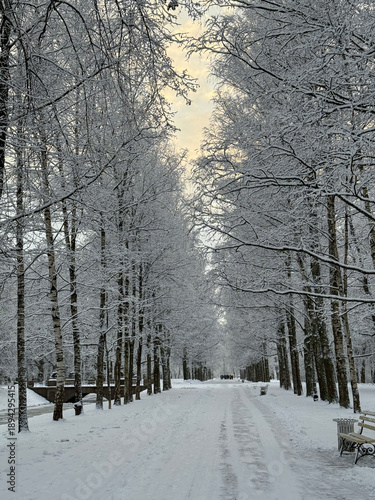 Snowy park alley lined with trees laden with fresh snow. Serene winter landscape. Vertical photography.
