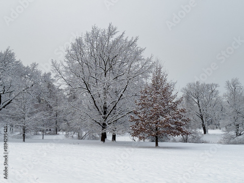 Snow covered park or field, featuring large, bare tree and smaller evergreen against grey, overcast sky. Tranquil winter scene showcases of nature stillness, with fresh white snow blanketing ground.