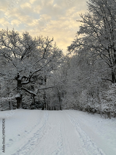 Snowy, serene park path winds between tall, frost-covered trees. This tranquil winter landscape is silent and untouched. Vertical nature photography.