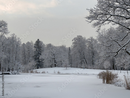 Serene winter landscape featuring bare deciduous trees and smaller evergreens on a hillside under an overcast sky. Snowy seasonal background.
