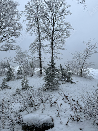 Snowy winter landscape featuring bare deciduous trees and smaller evergreens on a hillside under an overcast sky. Vertical seasonal photography.