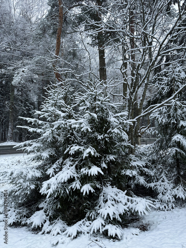 Snow-covered spruce branch, showcasing green needles laden with fresh, white snow during winter. Vertical photography.