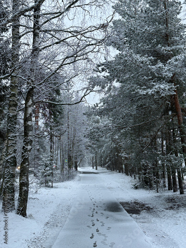Tranquil, snow covered path winds through a winter forest with tall pines and bare birch trees. Scene is peaceful and quiet, showcasing the beauty of the frosty, cold landscape in cloudy day.