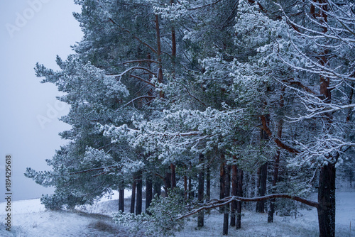 Serene winter landscape where snow blankets trees and banks of partially frozen stream.