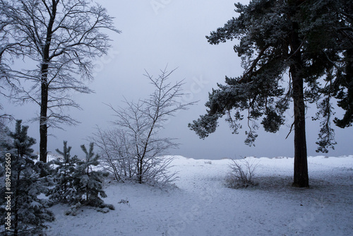 Winter scene with trees covered in snow, creating a serene landscape. Snow covered fir trees on snowy ground under overcast sky.