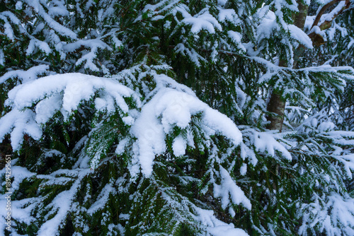 Closeup of evergreen branches densely layered with white, fluffy snow in a winter forest setting. Photo highlights the sharp contrast between the dark green needles and the bright, heavy snow.