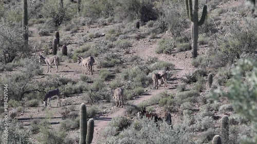 Herd of Wild Burrose in the Arizona Desert in Winter