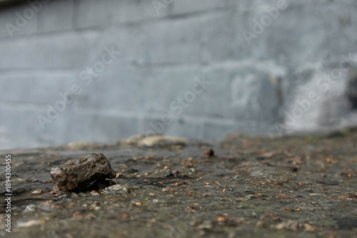 Quadro su tela Stone on wet ground near a wall in a city during rainy weather