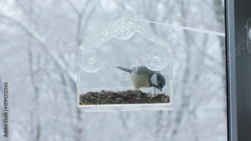 A bird stands on a transparent feeder and picks grains while snow-covered trees create a calm winter background. Fits themes of harmony, balance, and seasonal wildlife.