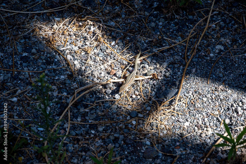 Obraz premium Lizard on gravel in sunlight at Pompeii ruins