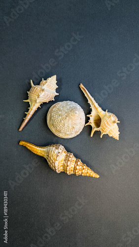 Seashell design element mockup top view, stylish aesthetic isolated shell on monochrome plain background.