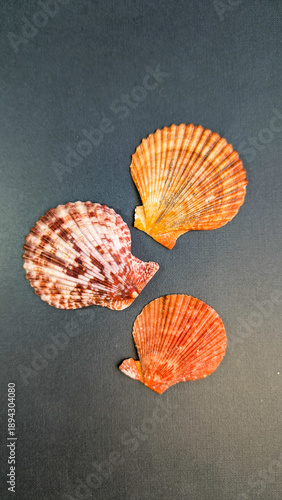 Seashell design element mockup top view, stylish aesthetic isolated shell on monochrome plain background.