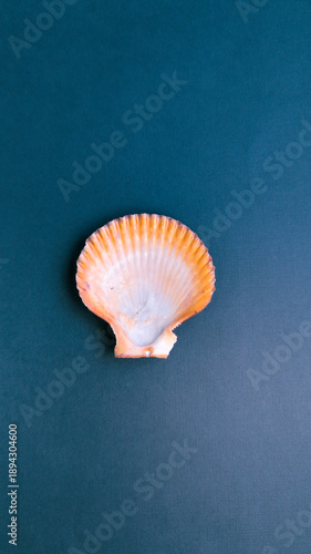 Seashell design element mockup top view, stylish aesthetic isolated shell on monochrome plain background.