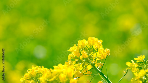 菜の花のアップ