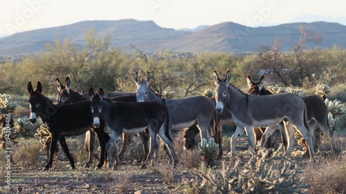Herd of Wild Burrose in the Arizona Desert in Winter