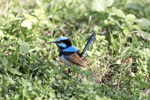 Male superb fairywren resting in the bush shade 