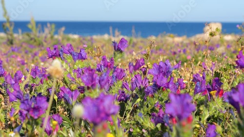 CLOSE UP, DOF: Blooming purple wildflowers growing on a windy beach, with the Mediterranean Sea softly blurred in the background. Fresh spring feel along the scenic sunny coastline of Sicily, Italy.
