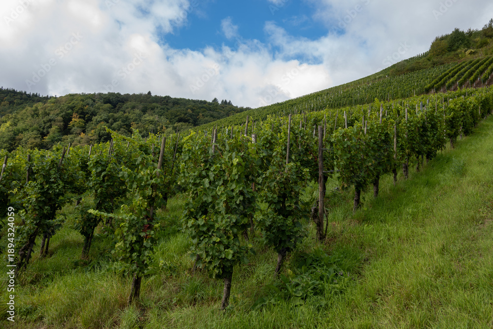 Fototapeta premium Vineyards with ripe blue Pinot noir Spatburgunder grapes, rows of plants, harvest time in Calmont wine making region with steepest vineyard in Europe on Moselle river valley, Germany