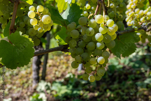 Fotografía Ripe white riesling grapes on vineyards, harvest time in Calmont region with ste