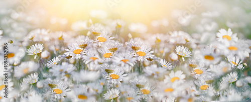 Daisy flower, flowering daisy flowers in meadow, beautiful landscape in spring