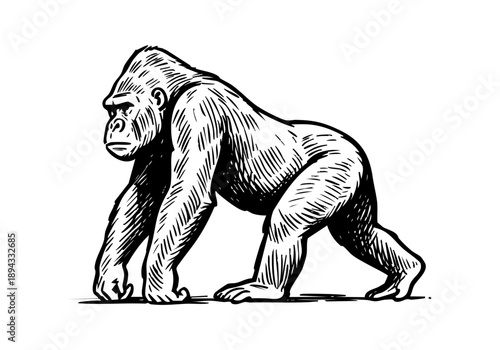 Gorilla hand drawn simple sketch vector illustration