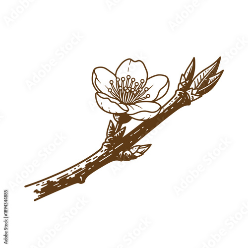 Vintage Grunge texture Drawing of a branch with a flower on a white background  illustration of a blooming tree branch