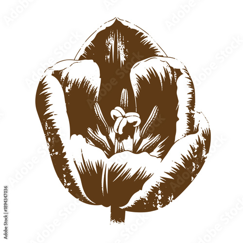 Vintage Grunge texture Tulip flower illustration in sepia tone on white background  a large tulip with detailed petals