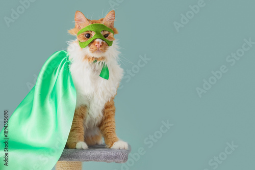 Cute cat in superhero costu...