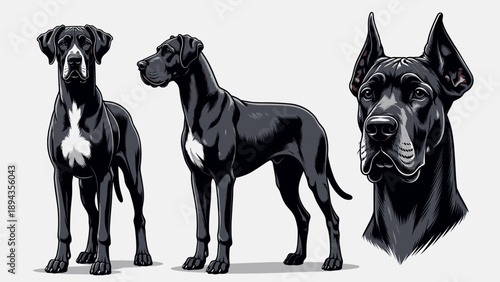 Black Great Dane Dog Vector Illustration Set Featuring Full Body Standing Side View and Detailed Head Portrait Isolated for Mascot or Logo Design