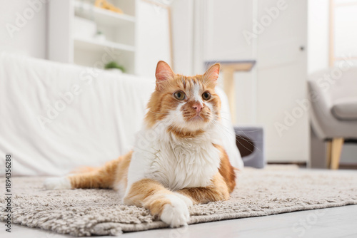 Cute fluffy cat lying on ca...