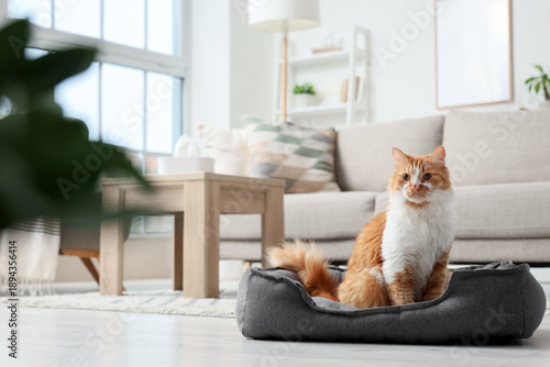 Cute fluffy cat in pet bed ...