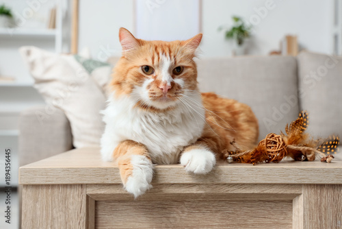 Foto Cute fluffy cat lying on table at home