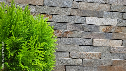 Photography Stone wall with green bush natural texture for exterior design and landscaping