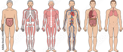 Male Human Body Anatomy Vector Set for Education