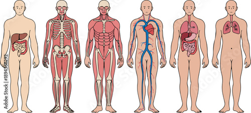 Male Human Body Anatomy Vector Set for Education