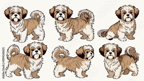 Shih Tzu Vector Long Hair Breed Illustration, White and Brown Fluffy Puppy Poses for Dog Grooming Salon Logo and Pet Care Service Graphic Design, Standing and Sitting