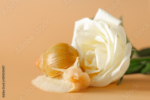 Giant Achatina snail with b...