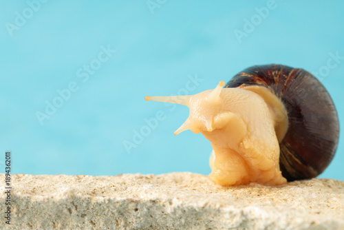 Giant Achatina snail on sto...