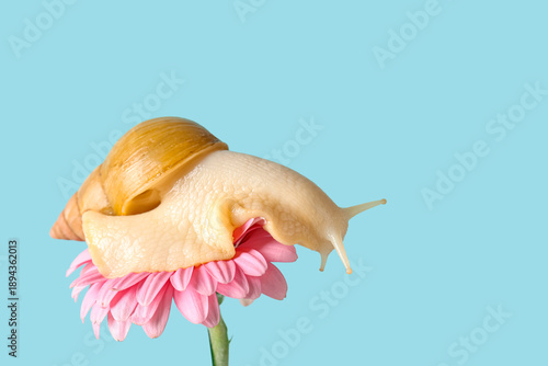 Giant Achatina snail on bea...