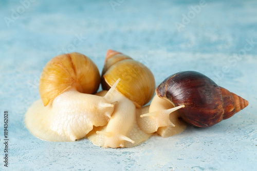 Giant Achatina snails on bl...