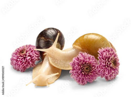 Giant Achatina snails with ...