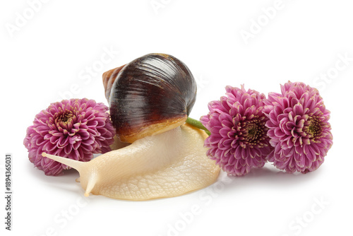 Giant Achatina snails with ...