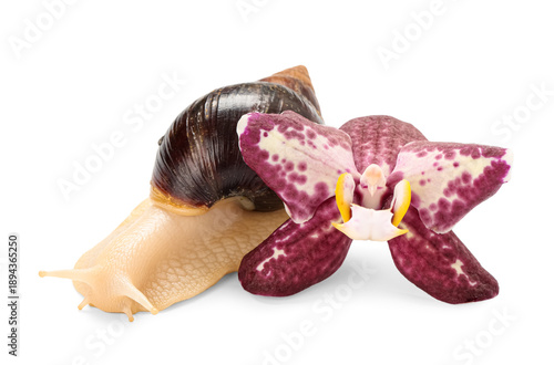 Giant Achatina snail with b...